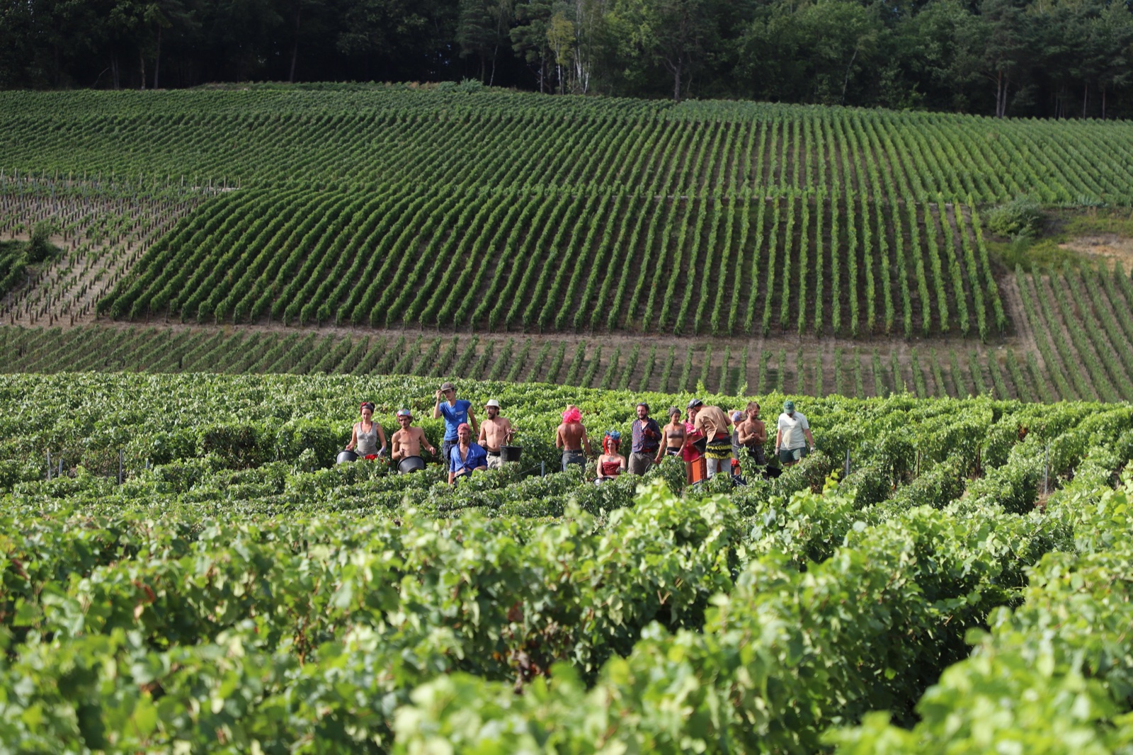 Weinberge der Maison Maurice Gonel in Damery