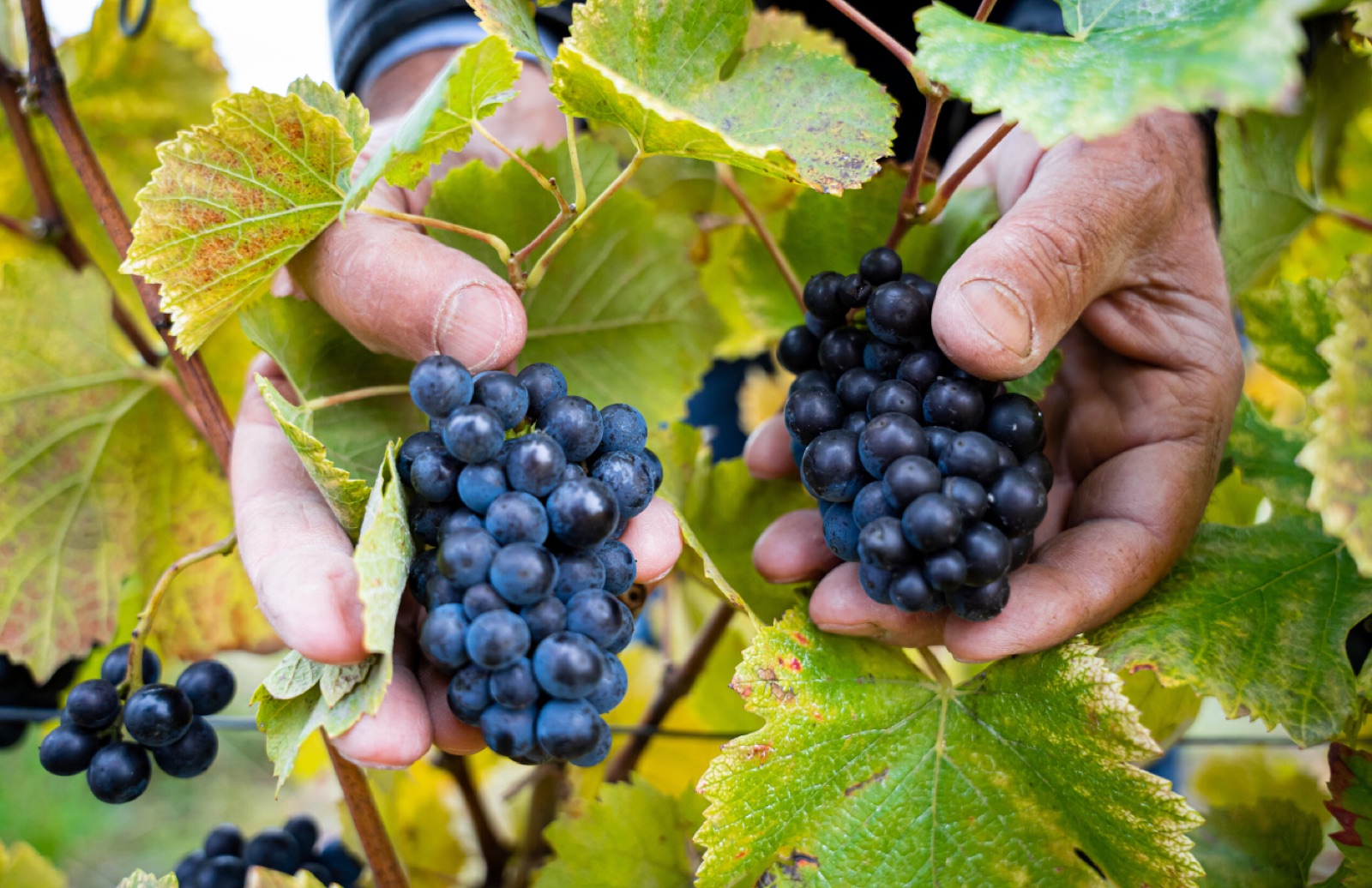 Pinot-Noir-Trauben aus Bouzy